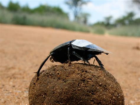 Dung Beetles Navigate Via the Milky Way, First Known in Animal Kingdom – National Geographic Blog