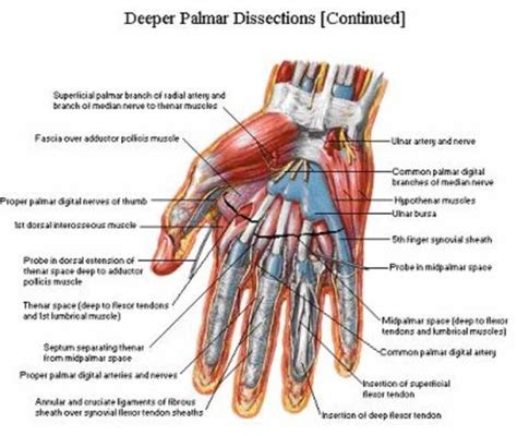 Palmer aspect of the hand and wrist - Netter | Anatomy | Pinterest ... | Medical, Human body ...