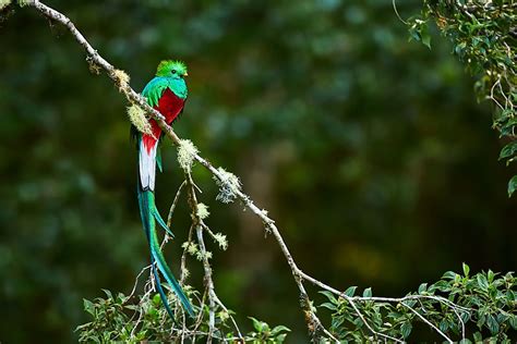 What is the National Bird of Canada? - WorldAtlas