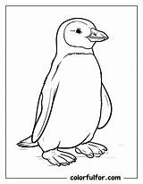 33 Cute Penguin Coloring Pages  Free PDF Printable Colorfulfor sketch template