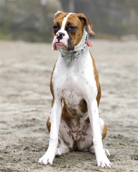 Brindle Boxer Dog: Appearance, Genetics, Temperament & More!