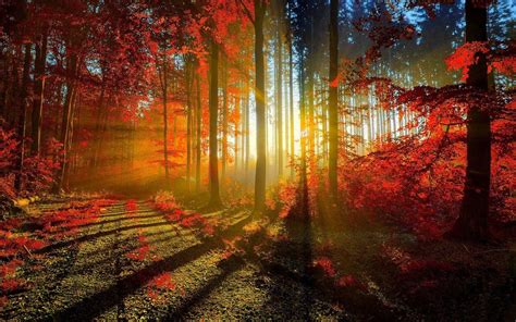 Forest Sunrise Wallpapers - Top Free Forest Sunrise Backgrounds - WallpaperAccess