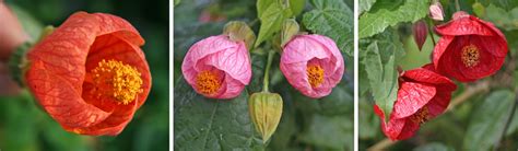 Flowering Maple, Abutilon spp. – Wisconsin Horticulture