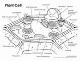 Plant Cell Coloring Worksheet – Amemyid sketch template
