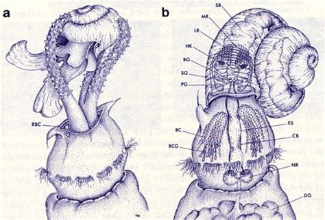 Diagram of a sea angel (mollusc) tearing a snail out of its shell | Drawings, Humanoid sketch, Art