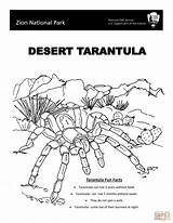 Tarantula Jumping Ausmalbild Aranhas Springspinne Vogelspinne Spiders  sketch template
