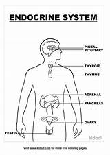 Endocrine Glands System Coloring Page Pages sketch template