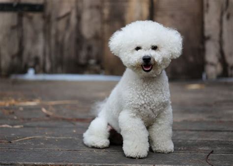 Bichon Frise Dog Breed Profile – Top Dog Tips