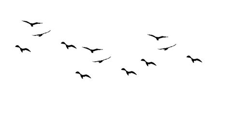 Bird flight Gulls Drawing birds Silhouette - Bird png download - 1167* ...