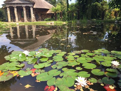 Reflections Pond Design | Garden Pond Specialists in the Midlands UK ...