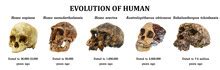 Human Evolution Free Stock Photo - Public Domain Pictures