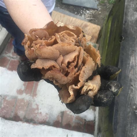 identification - What is this fungus? - Gardening & Landscaping Stack ...