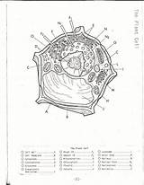 Cell Membrane Coloring Activity Pages sketch template