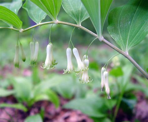 Polygonatum biflorum (King Solomon's-seal): Go Botany