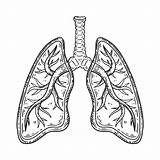 Human Lungs Coloring Pages sketch template