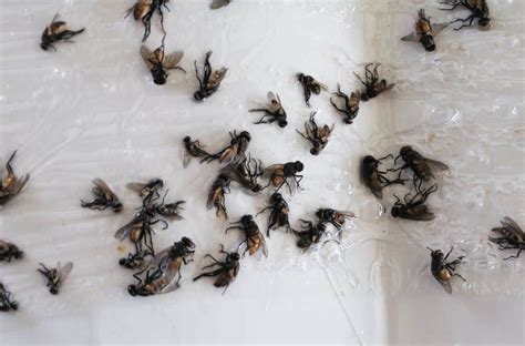 Dream about Swarm of Flies? (11 Spiritual Meanings)