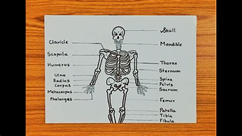 Simple Skeletal System Diagram