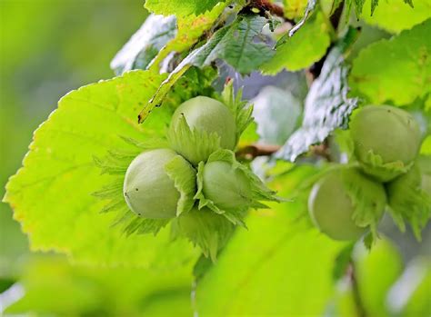 American Hazelnut Tree for Sale - Buying & Growing Guide - Trees.com