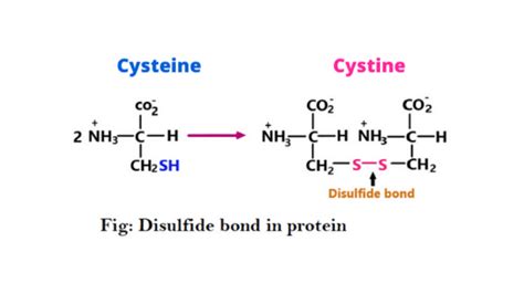 Disulfide bond formation in protein - Science Query