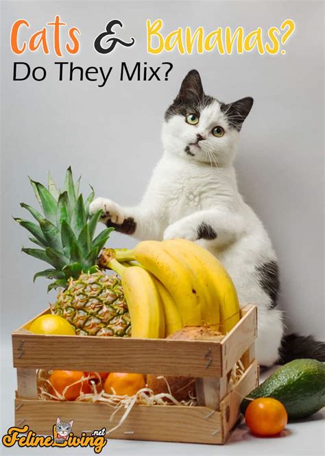 Can Cats Eat Bananas? Is It Safe For The Kitty To Try Them?