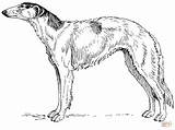 Borzoi Reader Authors Julia Child Sketch Coloring Page sketch template