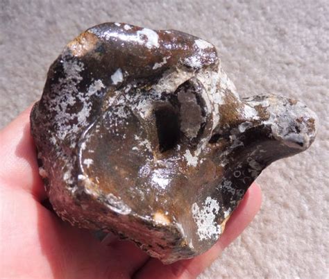 Fossil Steppe Bison cubonavicular for Sale. UK Fossils. North Sea ...