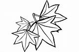 Sugar Maple Tree Coloring Page sketch template