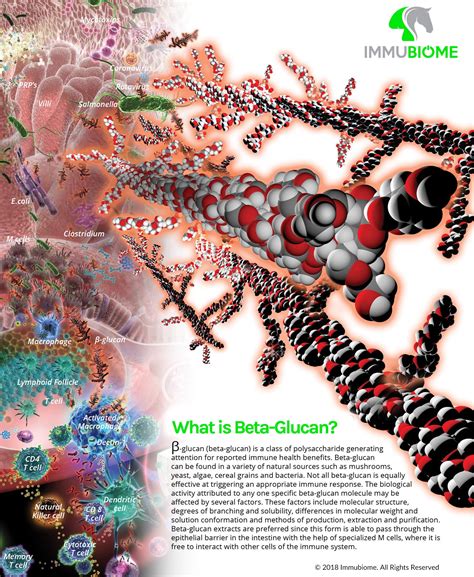 Beta Glucans - ImmuBiome