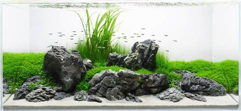 Create stunning aquascapes with these essential hardscape rocks