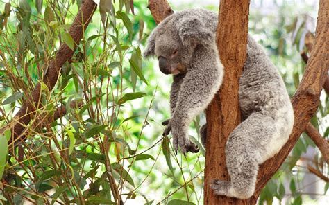 🔥 [49+] Cute Baby Koala Wallpapers | WallpaperSafari