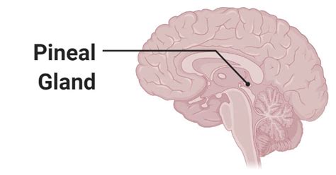 Pineal Gland- Definition, Structure, Hormones, Functions, Disorders