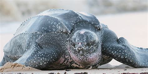 Wildlife Spotlight on the Endangered Giant Leatherback Turtle - One Health and Development ...