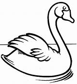 Swan Coloring Page sketch template