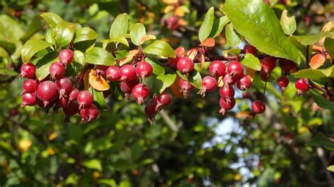 How to Care for your Crabapple Tree | Tomlinson Bomberger