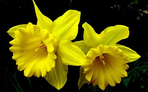 Download Yellow Flower Flower Nature Daffodil HD Wallpaper