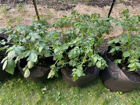 How to Grow Potatoes in Containers - Home Grown | Hand Gathered