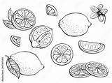 Lemons Citrus Set Fruits Whole lemon Slice Cut Pieces Flower  sketch template