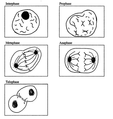 Mitosis Stages Diagram Black And White