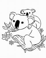 25 Free Koala Coloring Pages For Kids And Adults sketch template