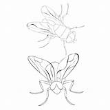 Premium Vector  Insect fly coloring Book sketch template
