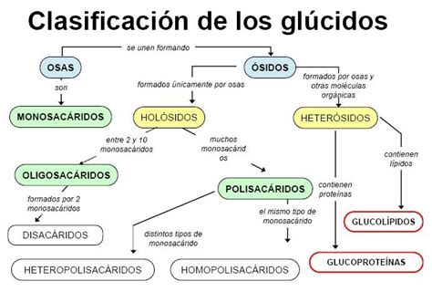 Clasificación de los glúcidos. | Enseñanza biología, Bioquímica, Clase ...