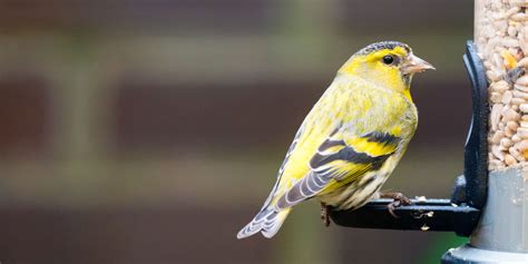 What Bird Feeders Need to Know - Ark Wildlife UK