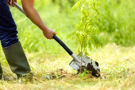 How To Determine Which Plants and Trees To Get Rid Of In Your Yard This Spring | PM Press