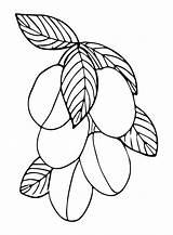30  Plums Coloring Pages Free Printable PDF JPG PNG & Online sketch template