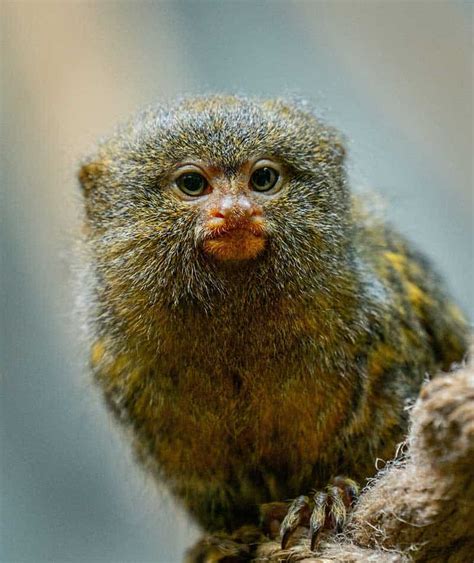 20 Finger Monkey Facts - All About The Pygmy Marmoset