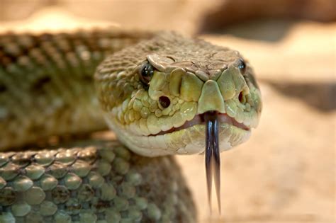 Les informations essentielles à savoir sur le serpent à sonnette ...