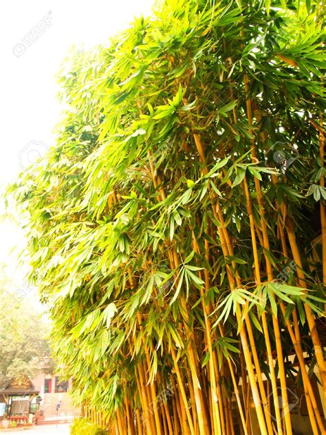 BAMBOO PHOTOS OF GOLDEN BAMBOO - Google Search | Bamboo seeds, Golden ...