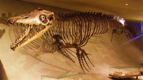 Resultado de imagen de mosasaurus skeleton | Sea Monsters | Pinterest | Maastricht, Dinosaurs ...