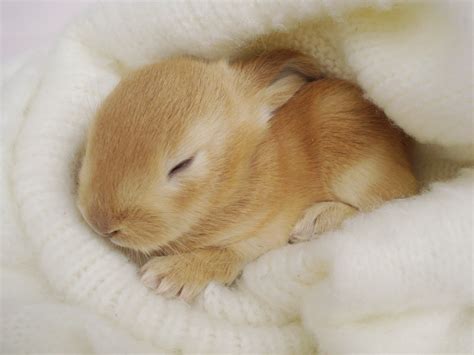 🔥 [50+] Baby Rabbit Wallpapers | WallpaperSafari