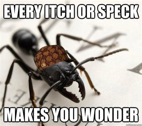 Ant Diet: What Do Ants Eat?